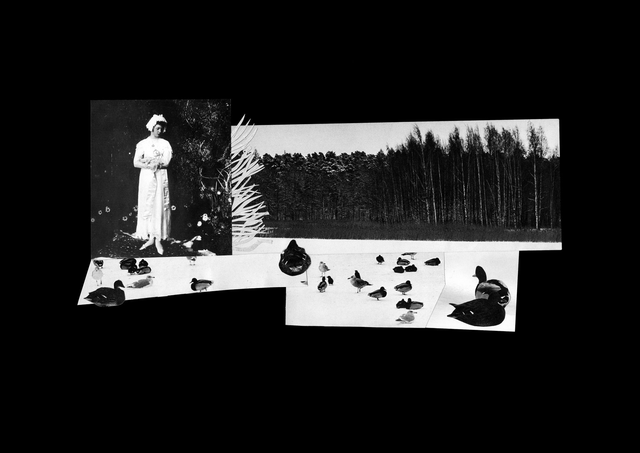 'Dame and ducks' collage