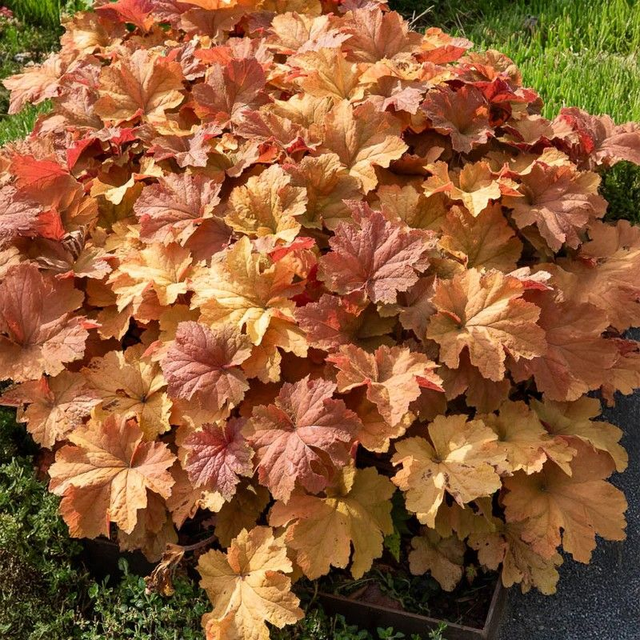 Heuchera ‘Caramel’
