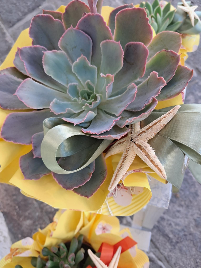 Crassula 12cm confezionata con stella marina naturale