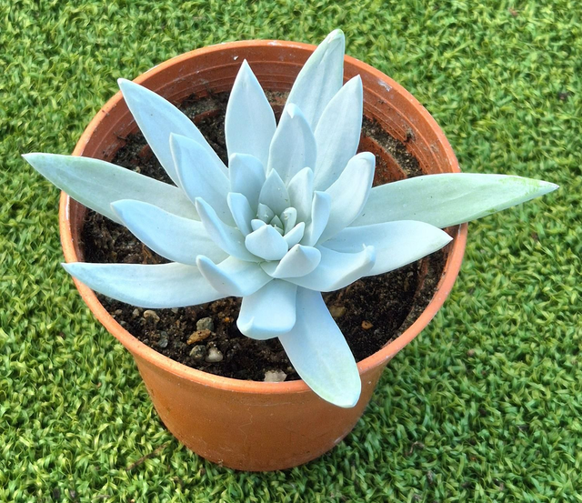 Dudleya greenei (Greene&#039;s Liveforever)

