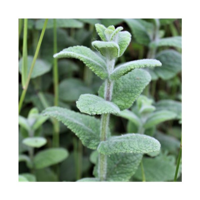 Menthe suave AB - Mentha suaveolens