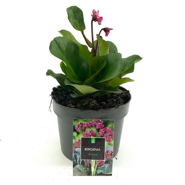 A08 . Bergenia cordifolia 'Eroica'