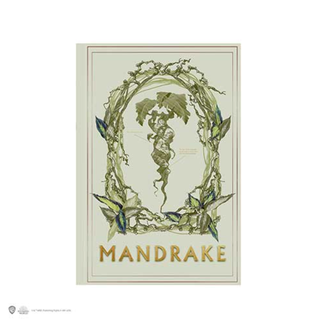 Carnet souple - Mandragore