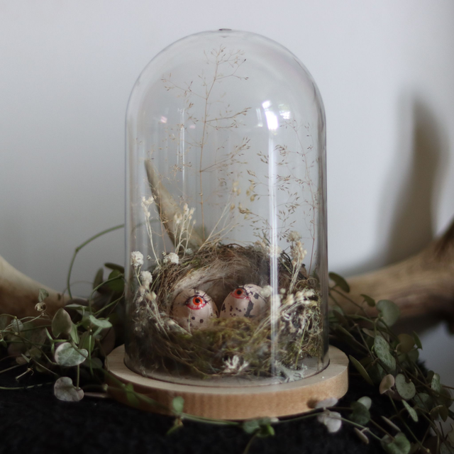Simon et Samuel, les oeufs enchantés dans leur nid d'oiseau véritable sous cloche