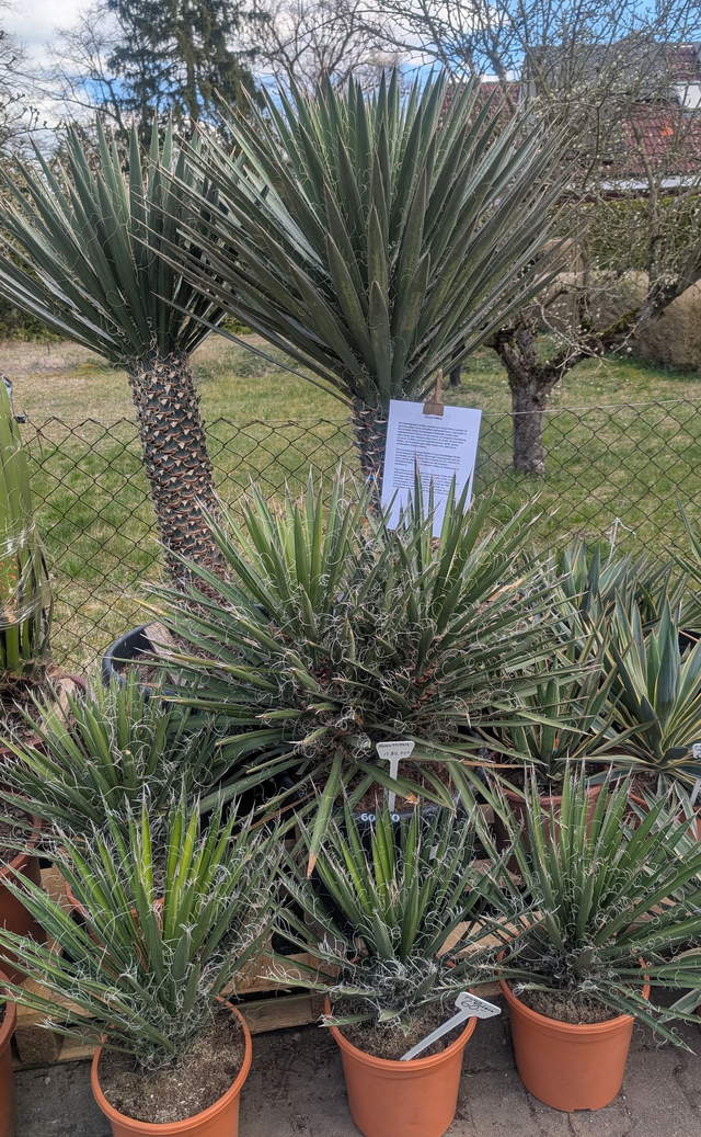 Yucca Filifera