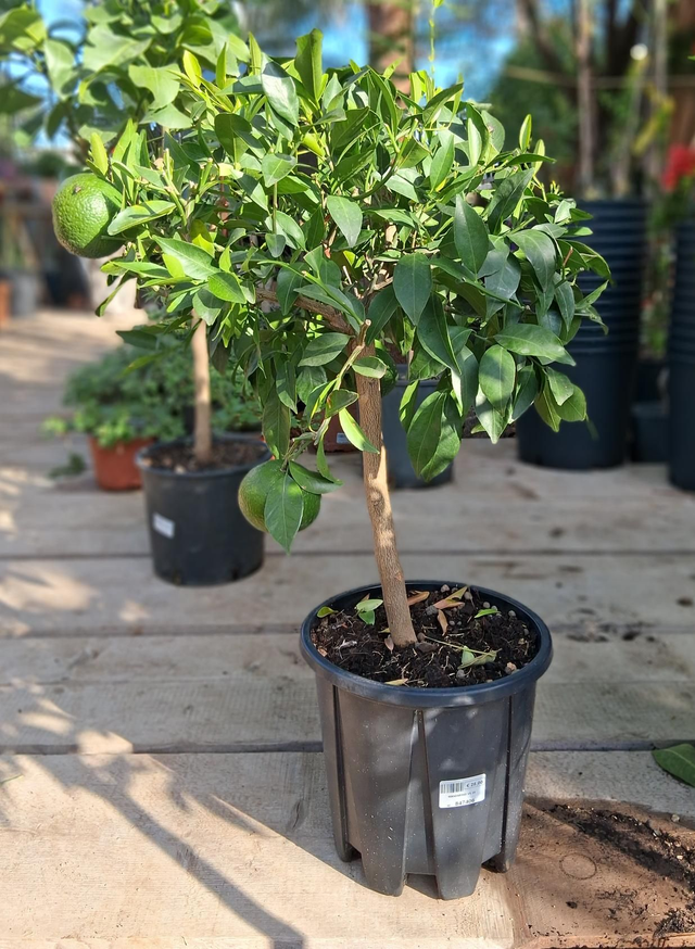 N50 . Mandarino in vaso