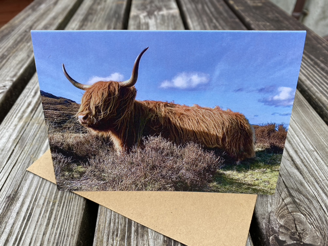 Highland Cow C6 greeting card