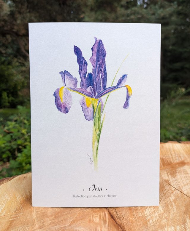 Tirage Iris violette