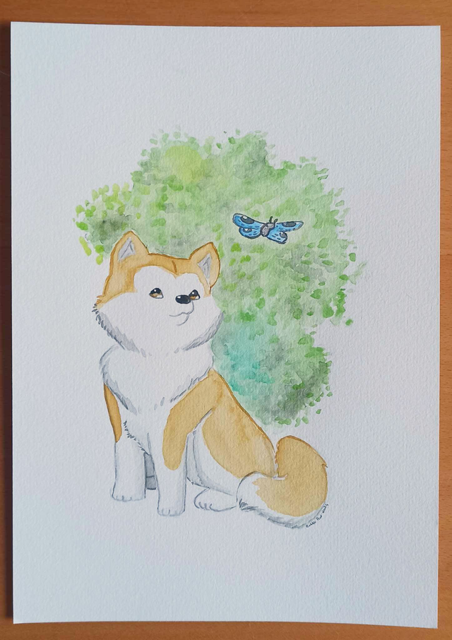 Akita inu