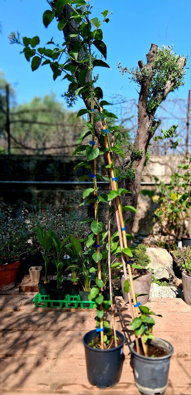 U04 . Gelsomino arabo (Jasminum sambac)