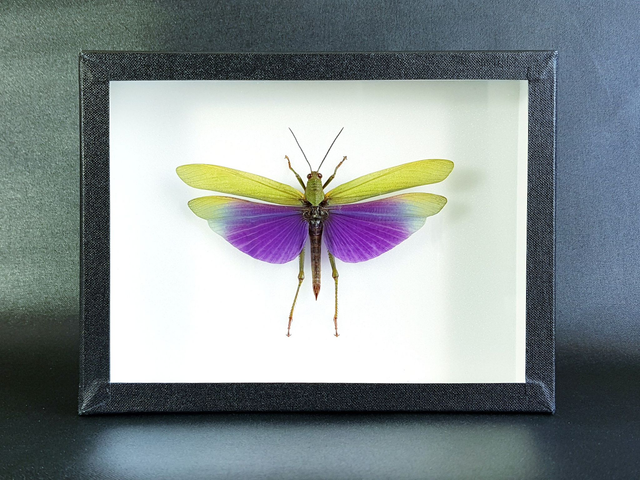 Titanacris albipes (mâle)