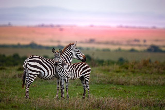 Tirage d'art : Rayures