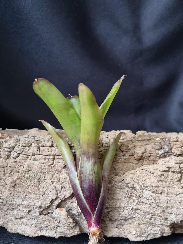 Neoregelia Mephisto