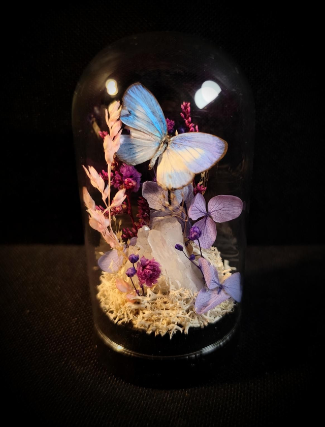 Mini globe Diorama Papillon "Jamides Euchylas" &amp; Quartz