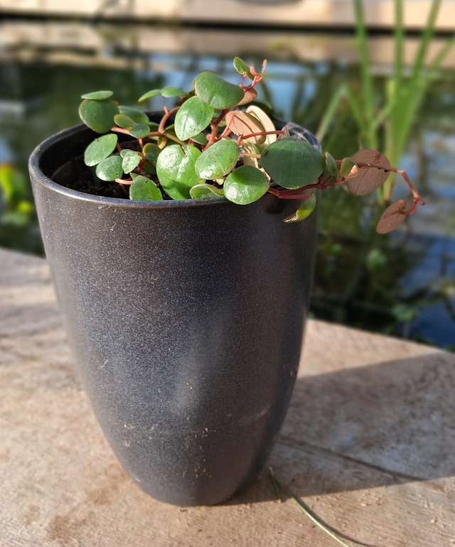 C97 . Peperomia 'Pepperspot' in Black cachpot
