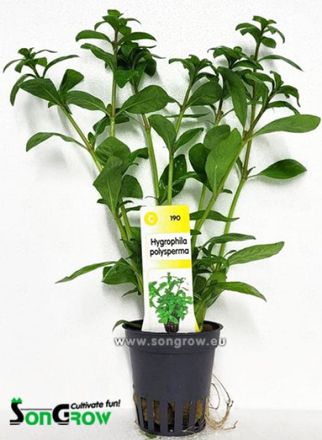 Hygrophile Polysperma