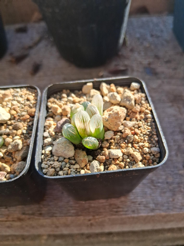 D136 . Haworthia cooperi obtusa vaso 5.5