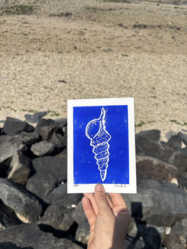 Le coquillage fin