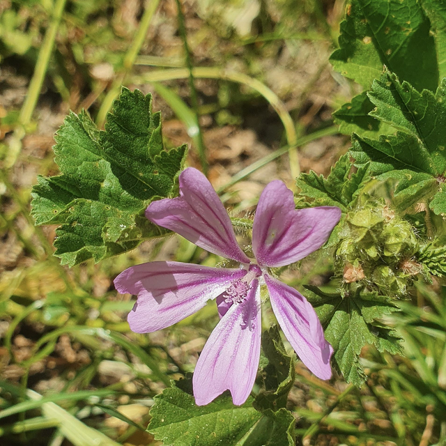 Mauve sylvestre (Malva sylvestris )