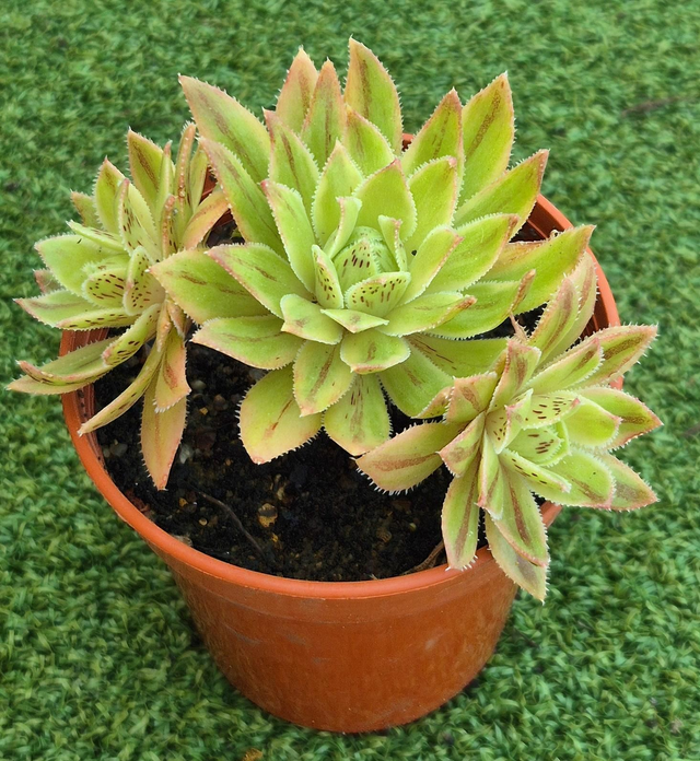 Aeonium simsii 'Variegata'