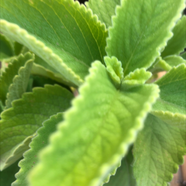 Boldo NT Peumus boldus