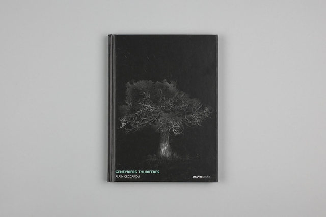 Genévriers thurifères