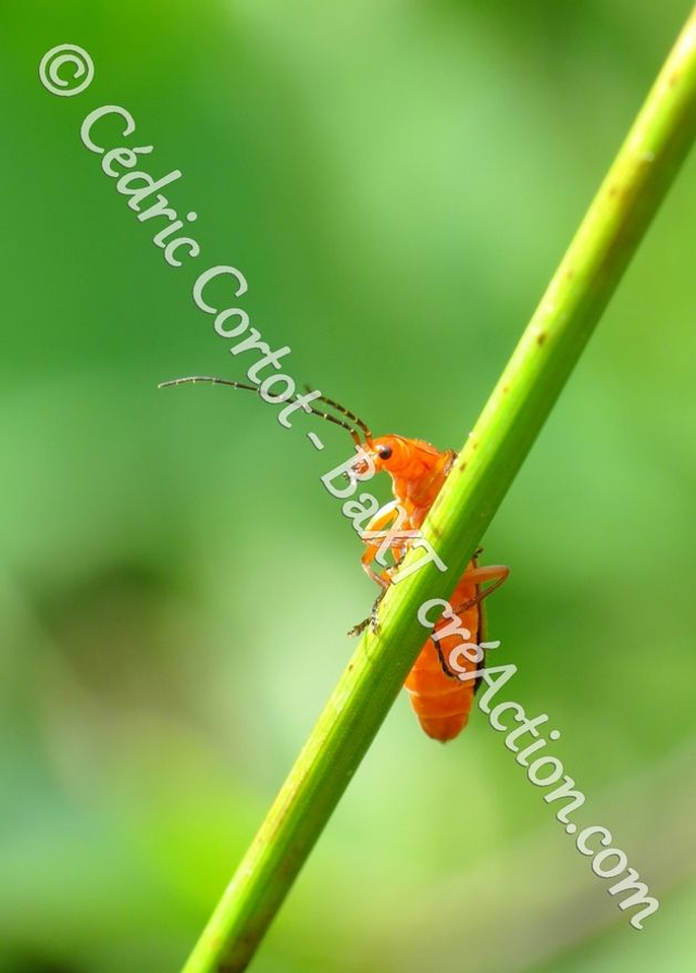 2 - Carte postale - Le petit monde du Vivant (Ref IMG_6198)