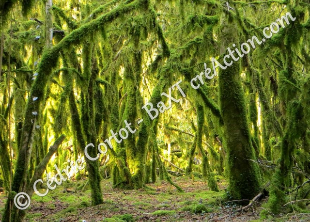 Carte postale - Paysages et divers (Ref IMG_5078)