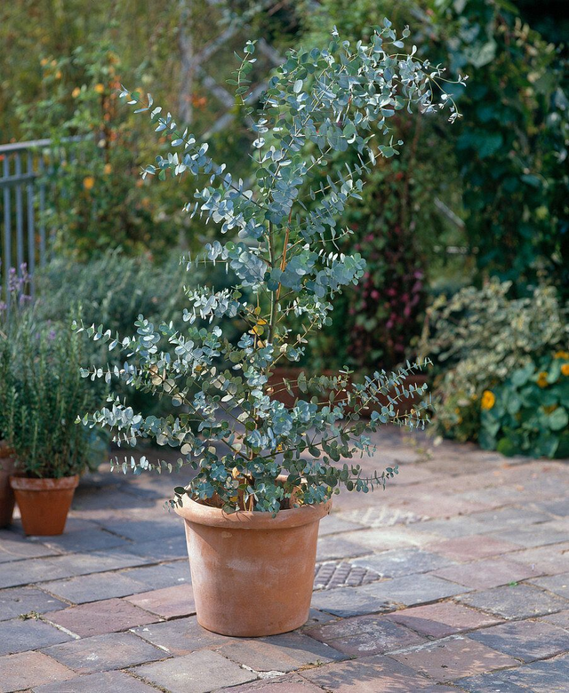 A14 . Eucalyptus gunnii