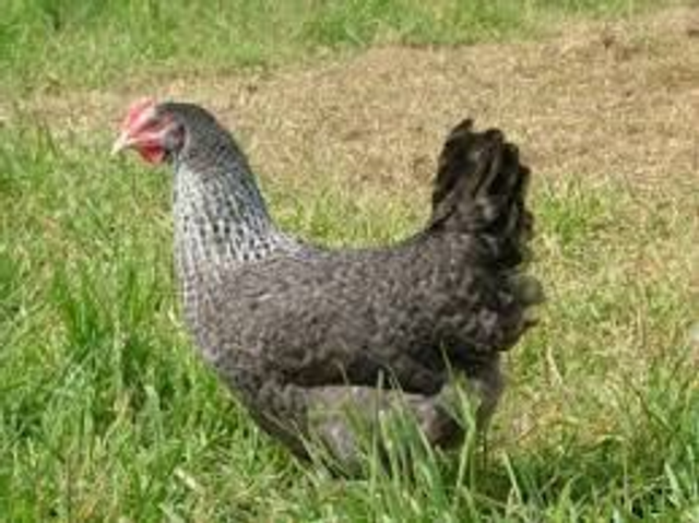 Speckledy Pullet - PRE ORDER FOR MARCH 2026