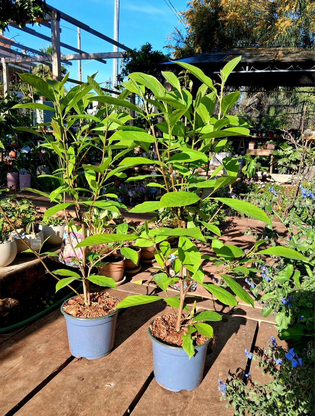 H07 . Magnolia in vaso 20, altezza 80 cm