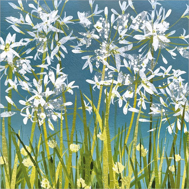 White Agapanthus