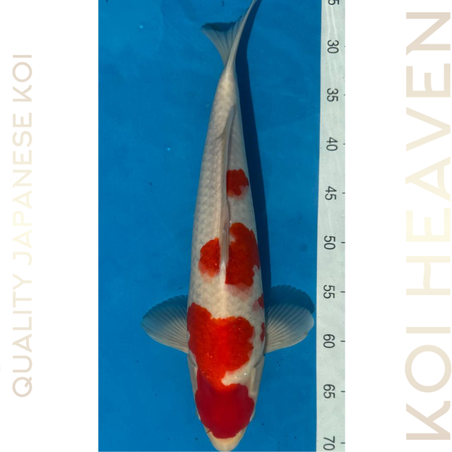 Dainichi koi farm Kohaku Tosai 41cm