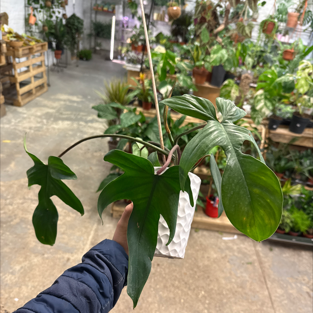 Philodendron Florida