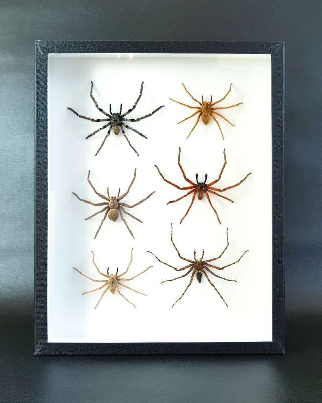 Collection d&#039;Heteropoda sp.