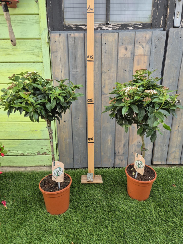 Viburnum tinus sur tige pot 17cm