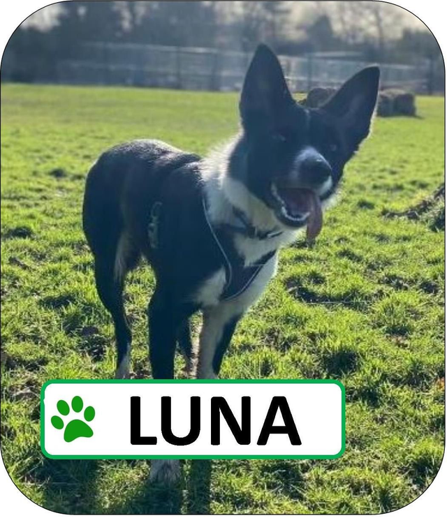 Luna Sponsorship Pack
