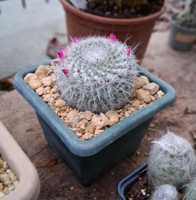 D155 . Mammillaria hahnania