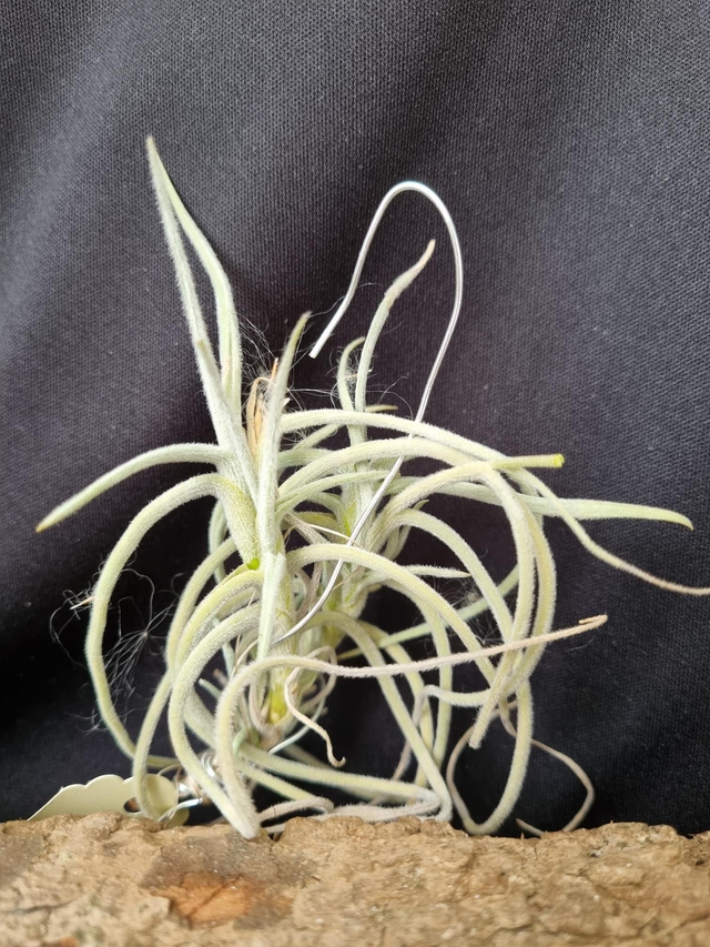 Tillandsia crocata fleur orange