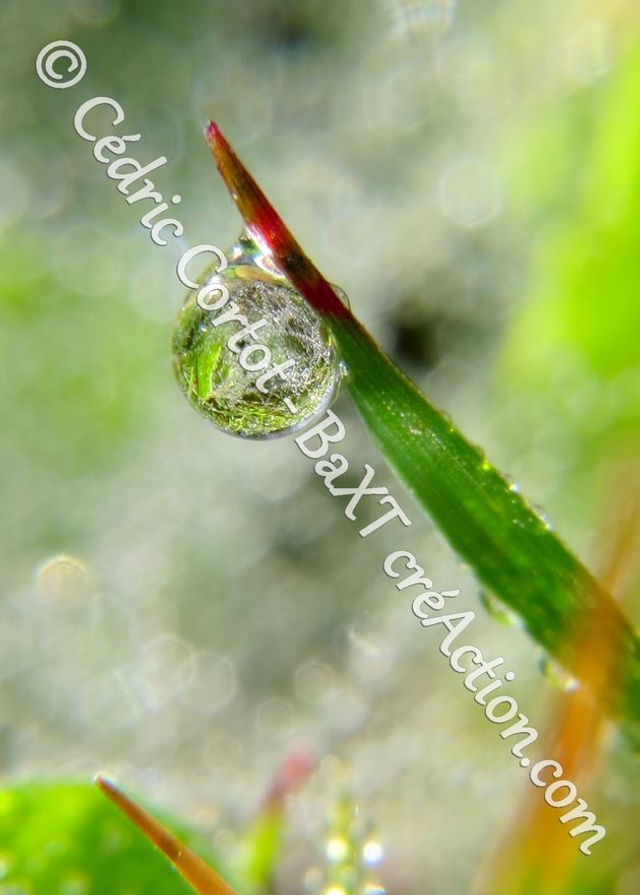 1 - Carte postale - Rosée et gouttes de pluie (Ref 8966-2)