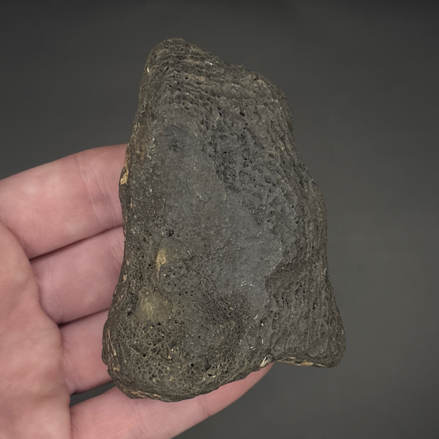 Iguanodon Bone Fragment 