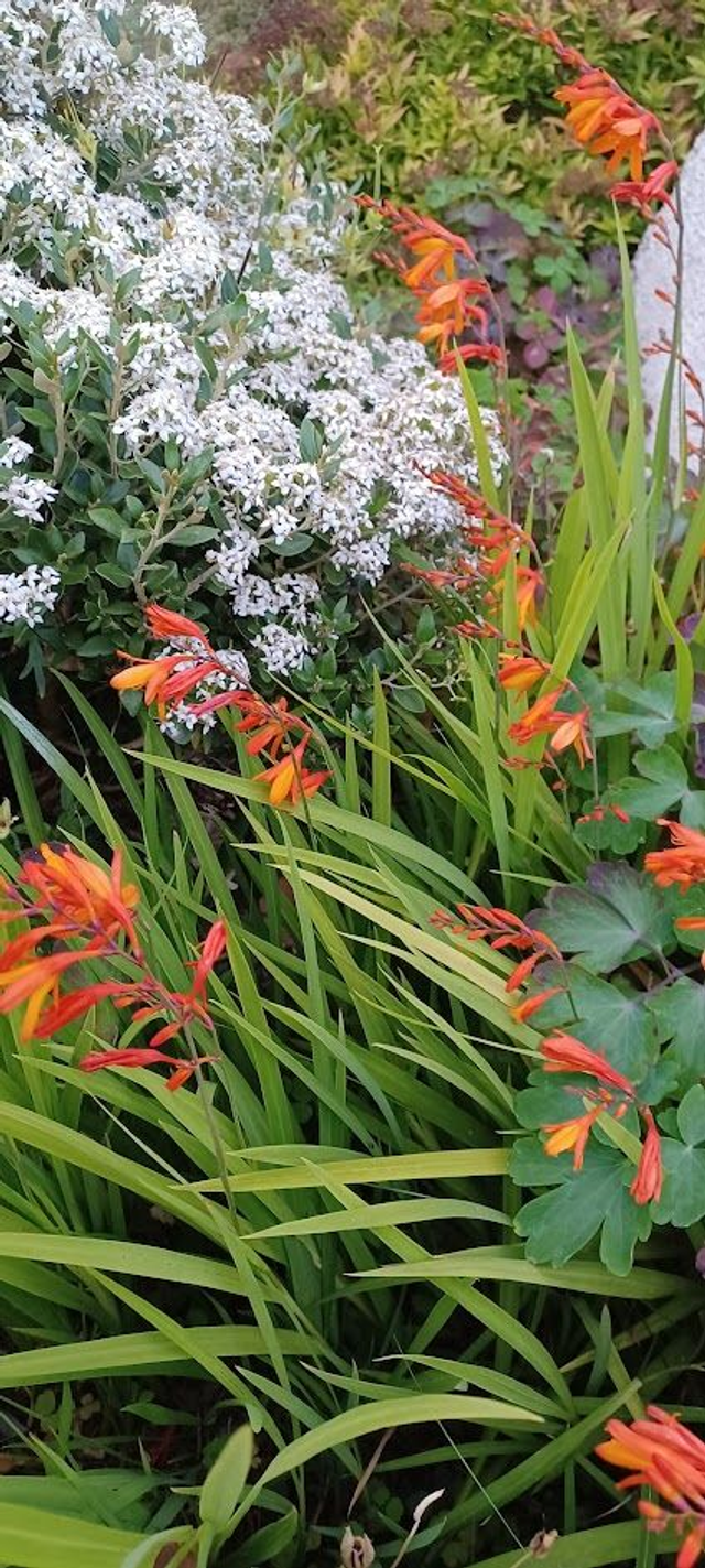 Crocosmia small organge