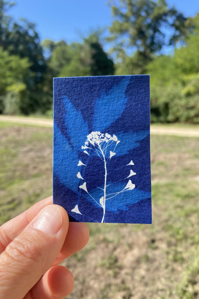 30/11 14h30-16h30 CYANOTYPE 🌿💙 40€