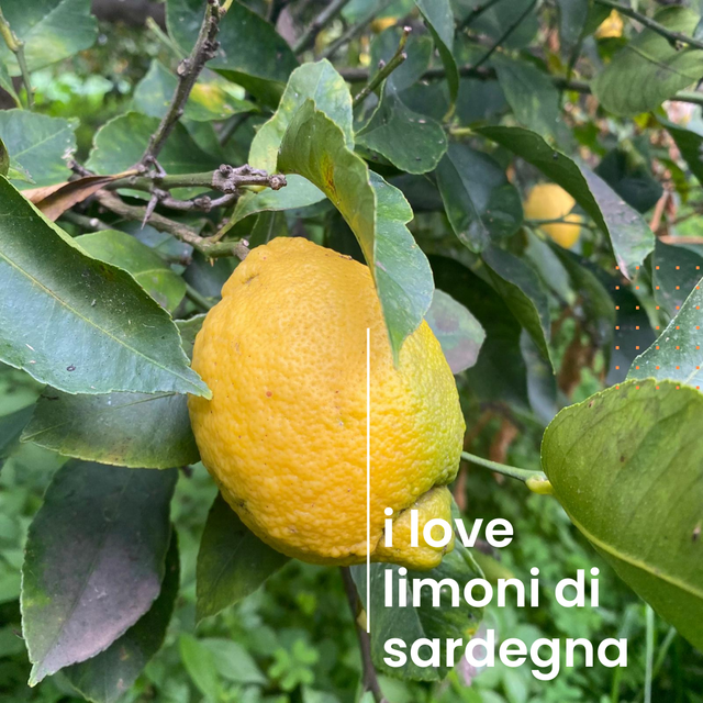 Limoni antichi di Sardegna - confezione da 9 kg