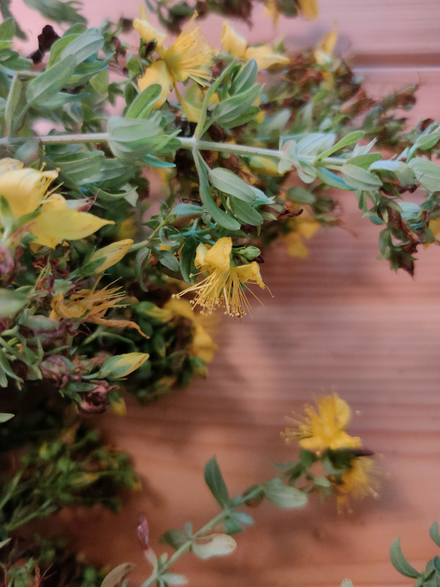 Alcoolature Millepertuis