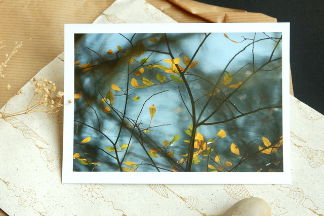 Carte postale photographie S "Les feuilles jaunes"