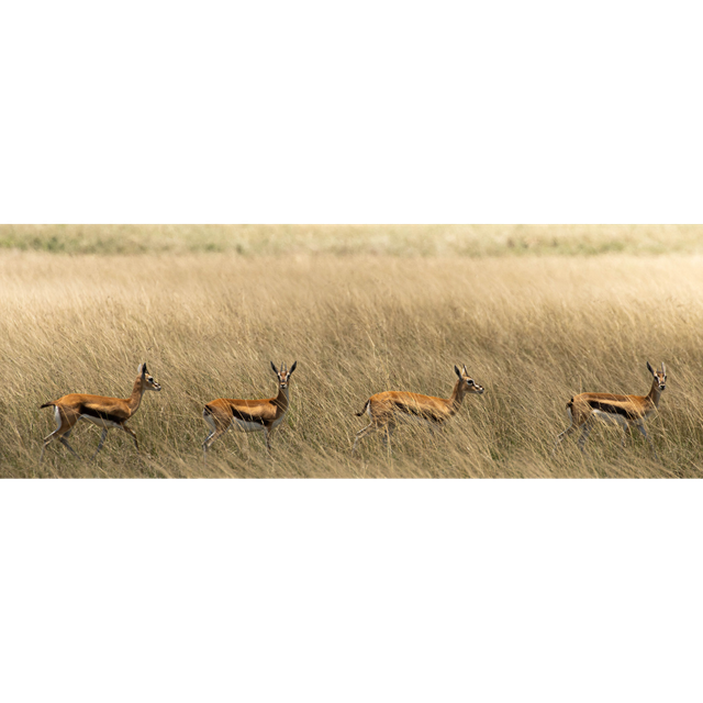 Gazelle de Thomson - Réserve Masaïa Mara - Kenya : Réf: K-0780