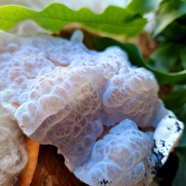 Agate Botryoidal Raw Specimen 