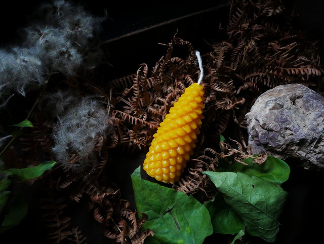 Bougie cône épicea