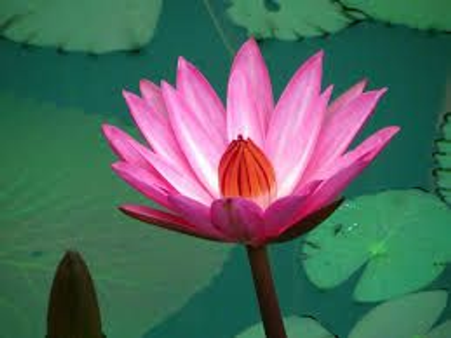 SÉRÉNITÉ Lavande/Cenelles